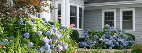 Hydrangeas and perennial beds beside a shingled Cape Cod home