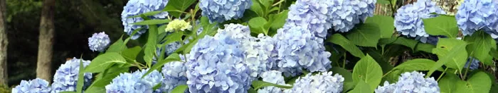 Blue hydrangea blooms with pine trees behind